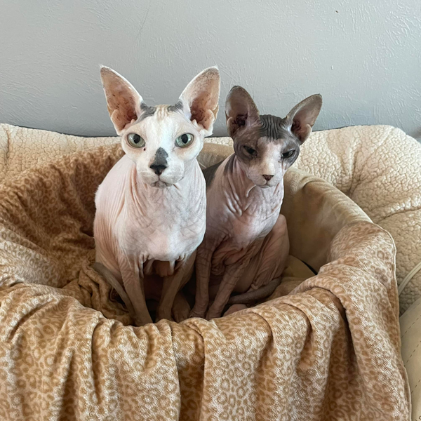 two hairless cats in basket