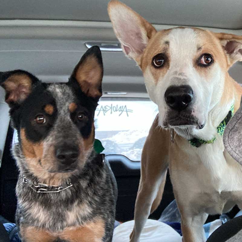 two dogs in vehicle