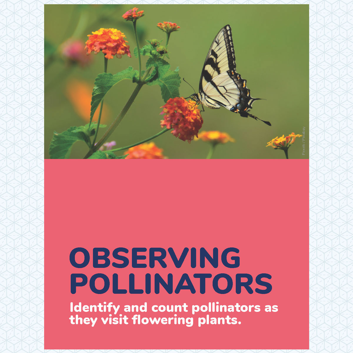 observing pollinators kit